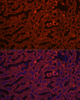 HSD17B13 antibody