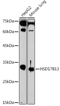 HSD17B13 antibody