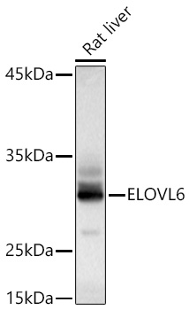 ELOVL6 antibody