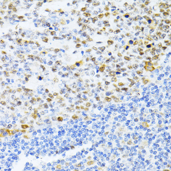 DNMT1 antibody