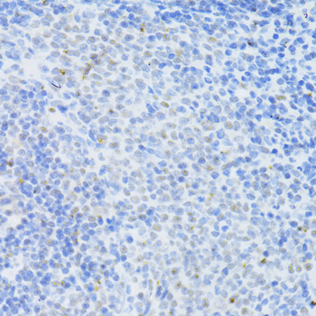 DNMT1 antibody