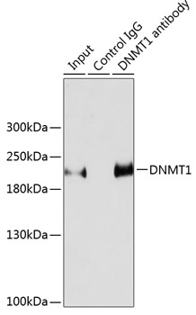 DNMT1 antibody