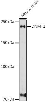 DNMT1 antibody