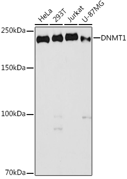 DNMT1 antibody