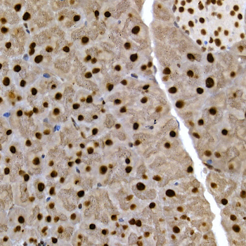 SCAF4 antibody