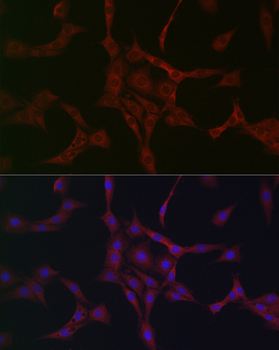 NBR1 antibody