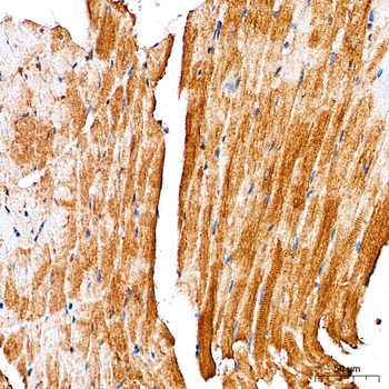 NBR1 antibody