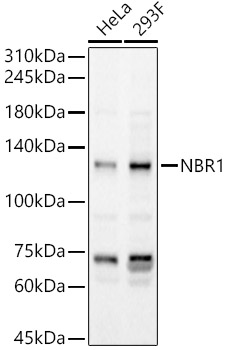 NBR1 antibody