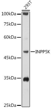 INPP5K antibody