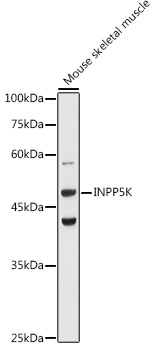 INPP5K antibody