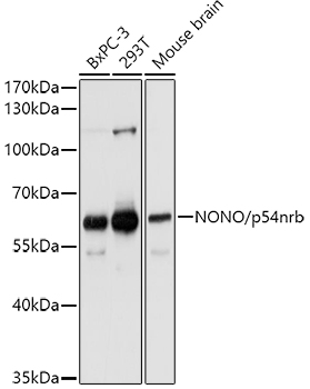 NONO/p54nrb antibody