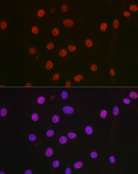 NONO/p54nrb antibody