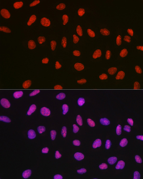 NONO/p54nrb antibody