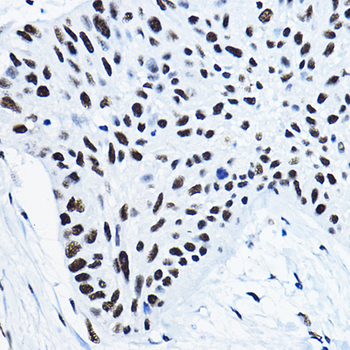 NONO/p54nrb antibody