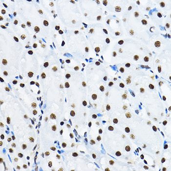 NONO/p54nrb antibody