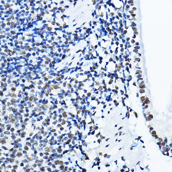 NONO/p54nrb antibody