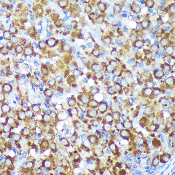 CYB5R1 antibody