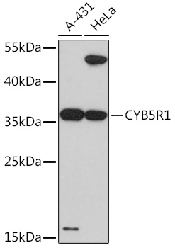 CYB5R1 antibody