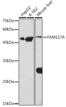 FAM117A antibody