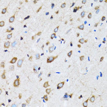 NDE1 antibody