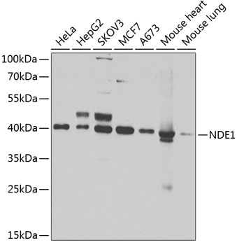 NDE1 antibody