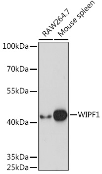 WIPF1 antibody