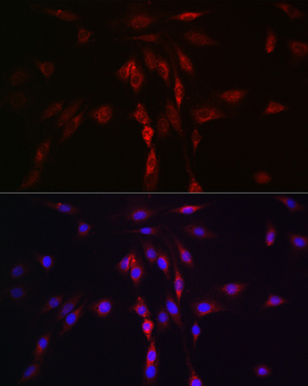 LLGL1 antibody