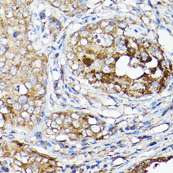 LLGL1 antibody