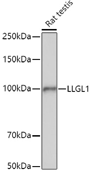 LLGL1 antibody