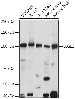 LLGL1 antibody