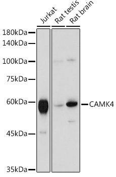 CAMK4 antibody