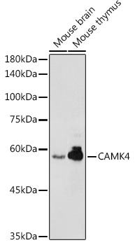 CAMK4 antibody