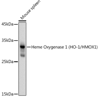 HMOX1 antibody