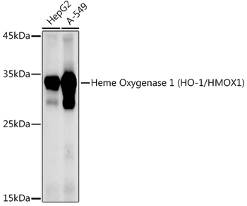 HMOX1 antibody