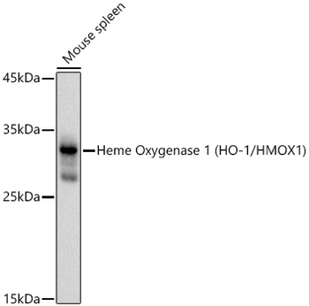 HMOX1 antibody