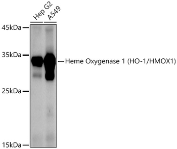 HMOX1 antibody