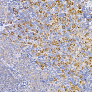 HMOX1 antibody