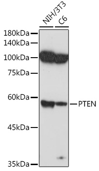 PTEN antibody