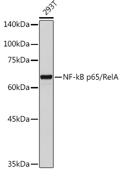 NFkB p65 antibody