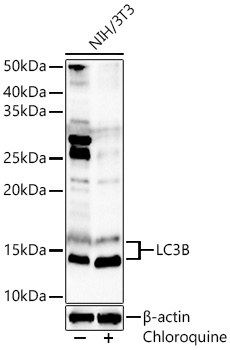 MAP1LC3B antibody