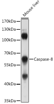 Caspase 8 antibody