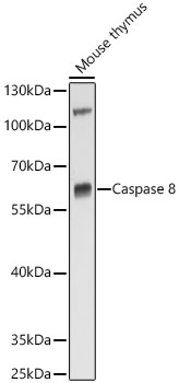 Caspase 8 antibody