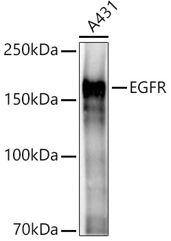 EGFR antibody