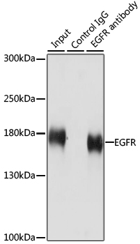 EGFR antibody