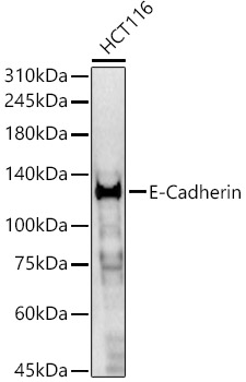 CDH1 antibody