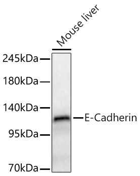 CDH1 antibody