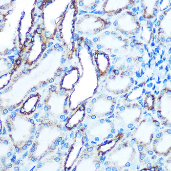 CDH1 antibody