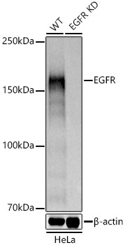 EGFR antibody