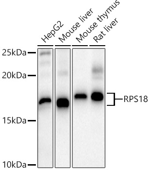 RPS18 antibody