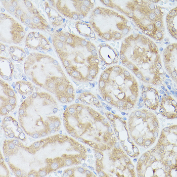 RPS18 antibody